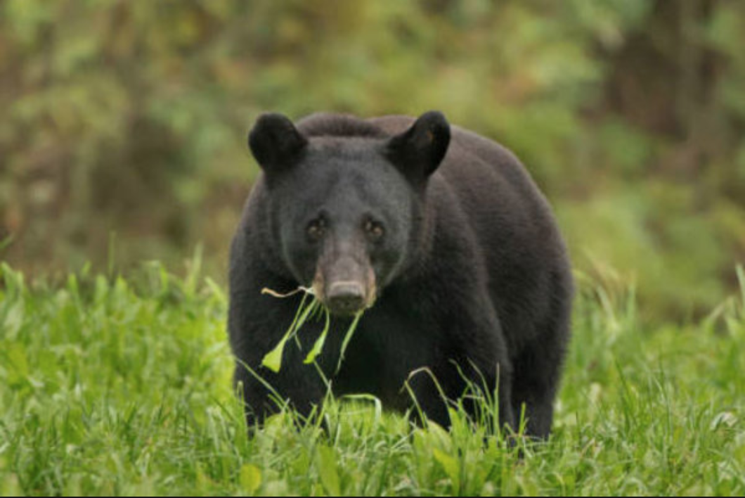 Louisiana Black Bear Lawsuit | Sierra Club